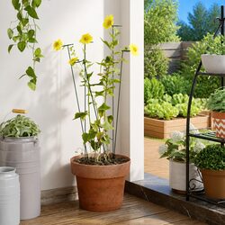 Support Your Plants with 20 Pcs of Durable Stakes