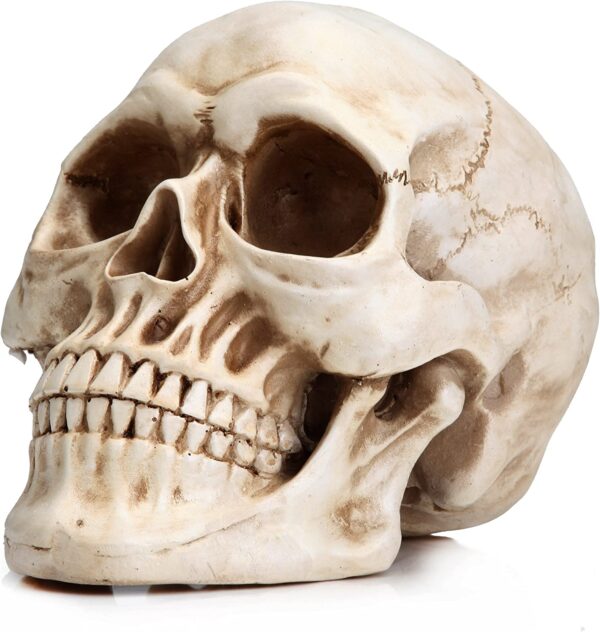 Fanno-Realistic 1:1 Replica Human Adult Skull Head Bone Model for Display and Education