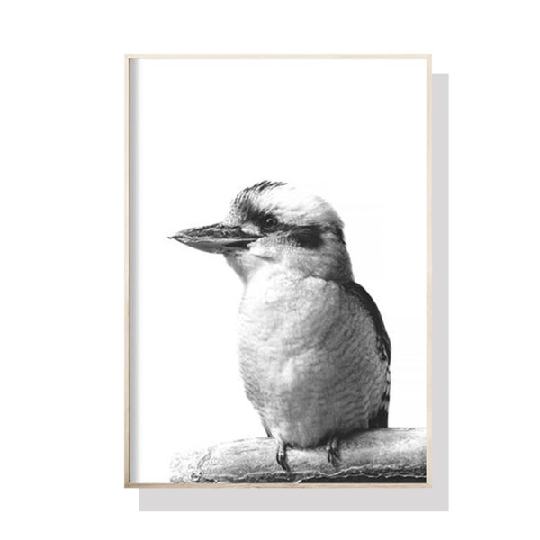 Fanno-Canvas Wall Art Kookaburra 90cmx135cm Framed Premium Print for Home Decor