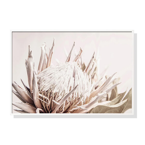 Fanno-Canvas Wall Art 50x70cm Pure Protea II Framed Print for Home Decor