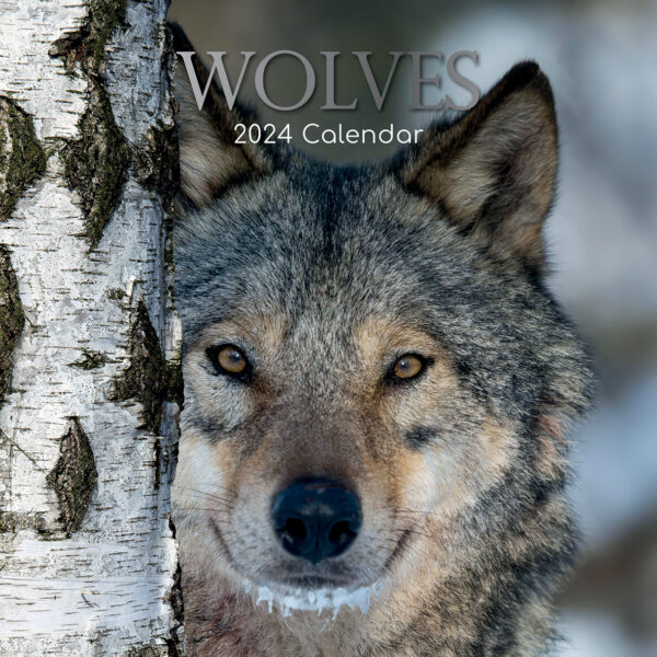 Fanno-Wolves 2024 Square Wall Calendar 16 Months Nature Photography Gift Planner