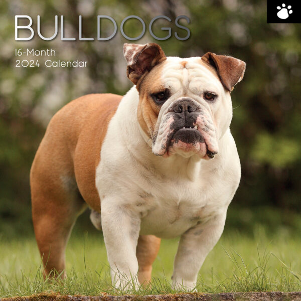 Fanno-Bulldogs 2024 Square Wall Calendar 16 Months Pet Dog Planner Gift New Year