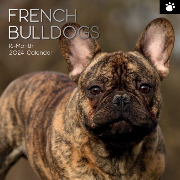 Fanno-French Bulldogs 2024 Square Wall Calendar 16 Months Pet Planner with Images