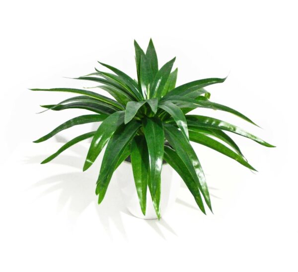 Fanno-Aloe Vera Stem 30cm for Green Walls and Floral Arrangements Indoor Decor